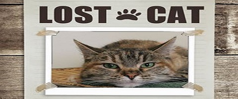 Click here to explore missing cats now located at Cabarrus County Animal Shelter